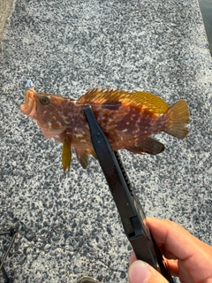 キジハタの釣果