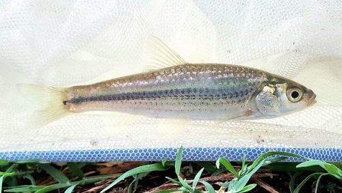 タモロコの釣果