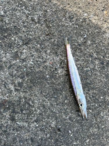カマスの釣果