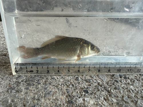 コイの釣果