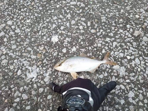 シオの釣果