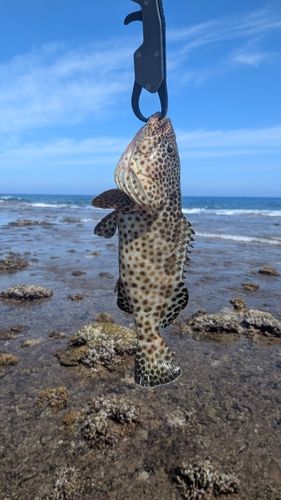 イシミーバイの釣果