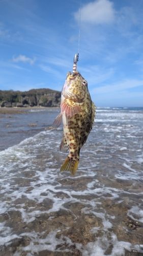イソゴンベの釣果