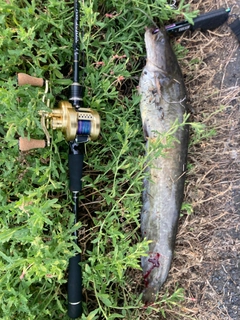 ナマズの釣果
