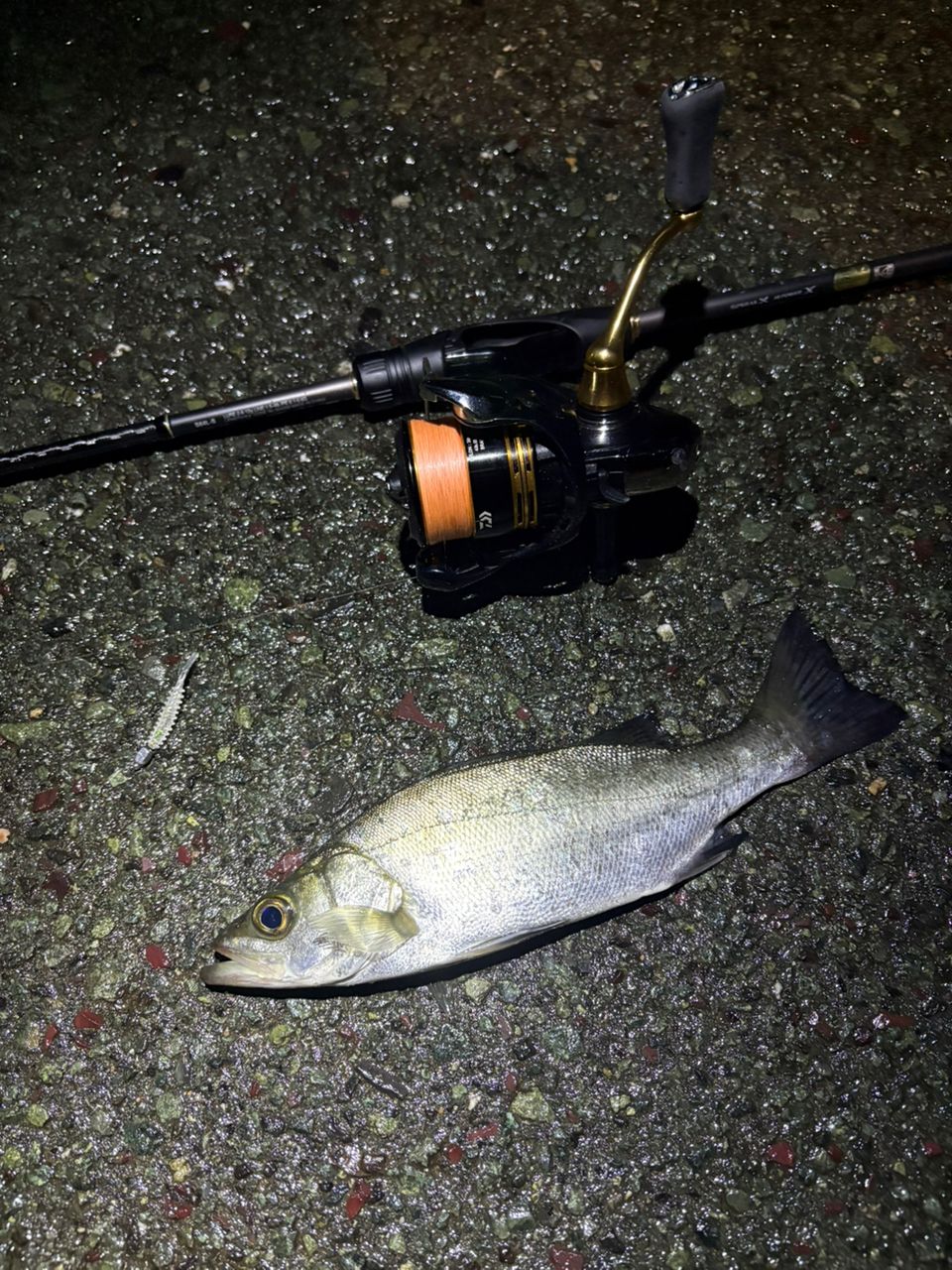 SHIMANO 22ソアレ SS アジング S64L-Sの最安値・インプレ・釣果 | 本音