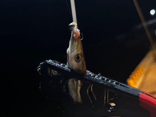 カマスの釣果