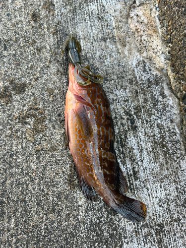キジハタの釣果
