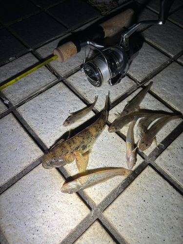 マハゼの釣果