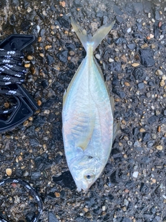 シマアジの釣果