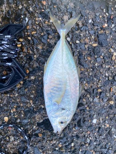 シマアジの釣果