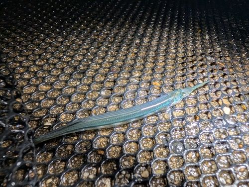 サヨリの釣果