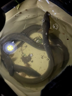 ウナギの釣果