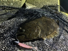 ヒラメの釣果
