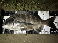 チヌの釣果