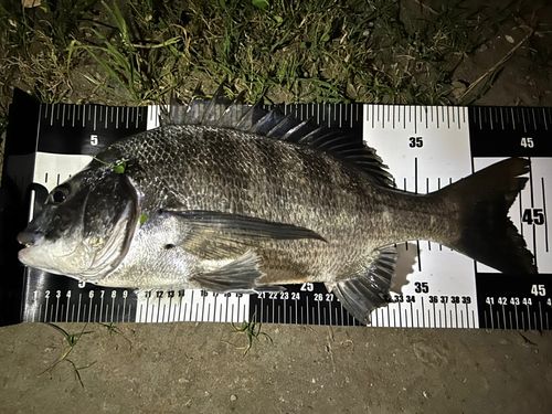 チヌの釣果
