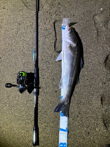 シーバスの釣果