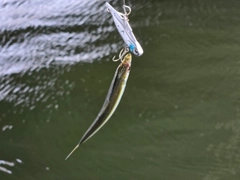 アカカマスの釣果