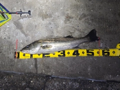 シーバスの釣果
