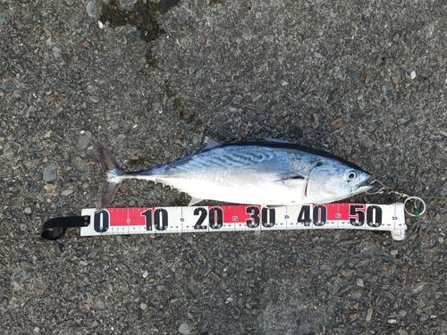 スマガツオの釣果