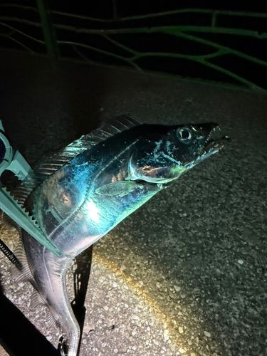 タチウオの釣果