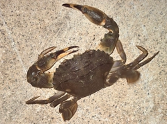 イシガニの釣果