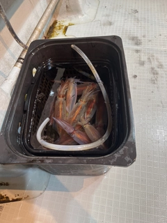マイカの釣果