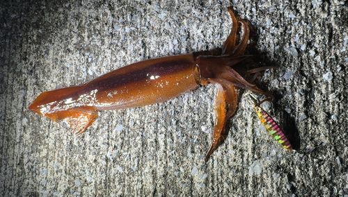 ムギイカの釣果
