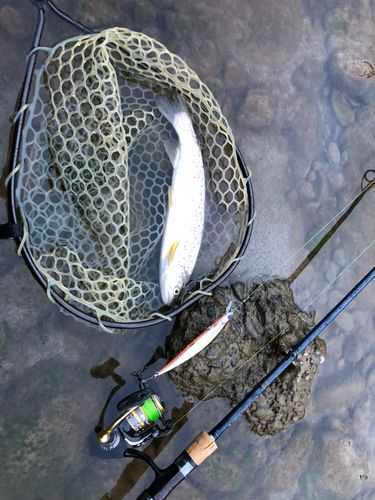 ブラウントラウトの釣果