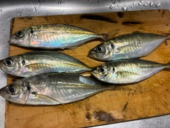アジの釣果