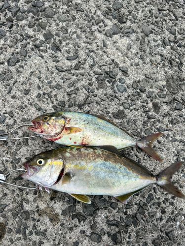 ネリゴの釣果
