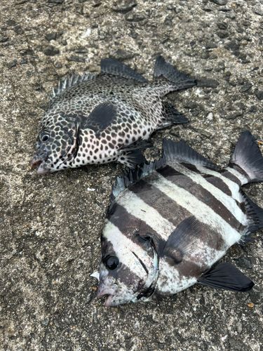 イシダイの釣果