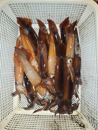 スルメイカの釣果