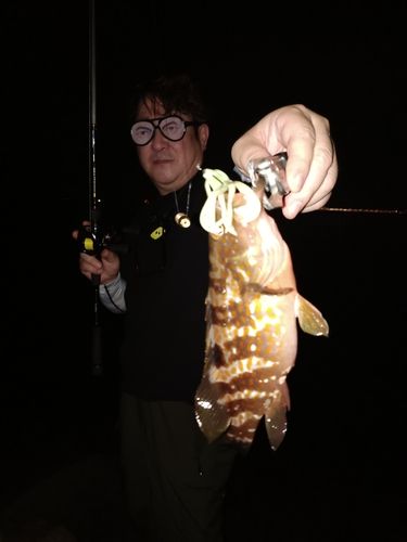 アコウの釣果