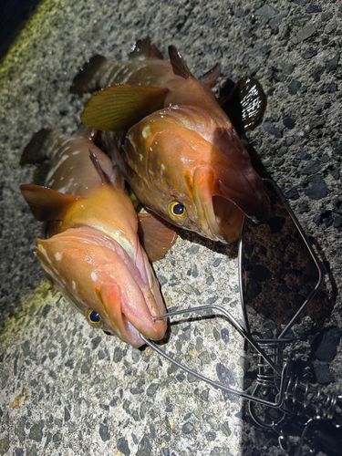 アコウの釣果
