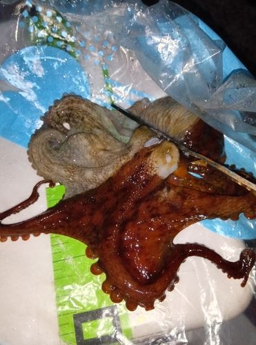 タコの釣果