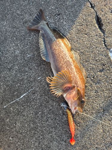 アブラコの釣果