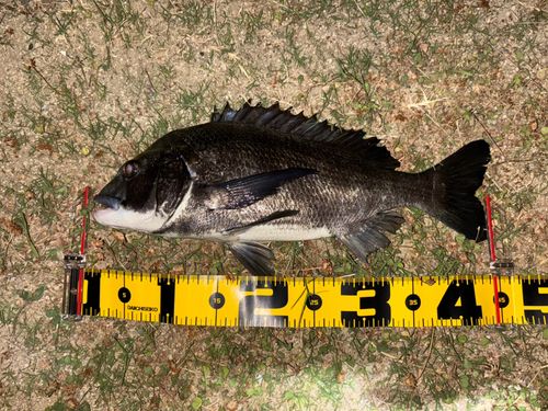 チヌの釣果