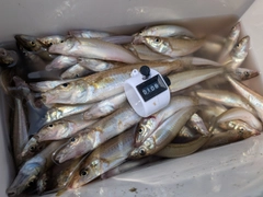 シロギスの釣果