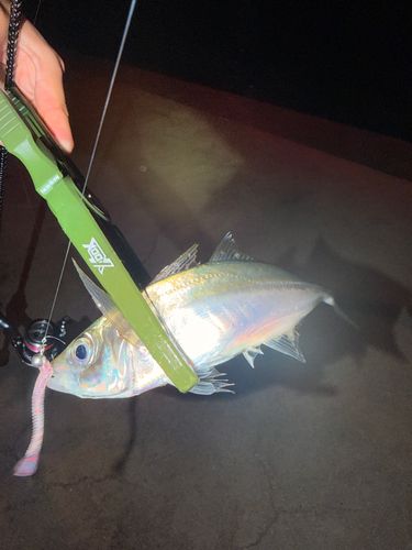 マアジの釣果