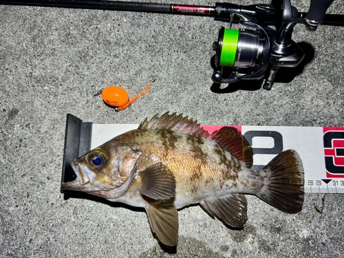 メバルの釣果