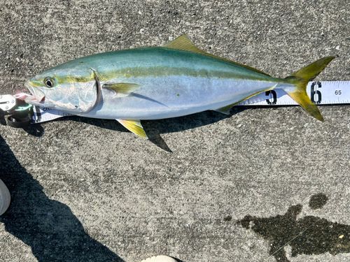 ワラサの釣果