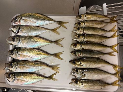 アジの釣果