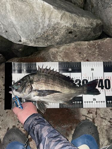 チヌの釣果