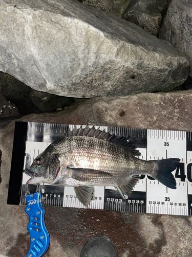 チヌの釣果