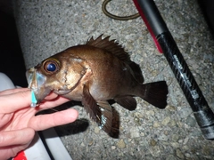 メバルの釣果