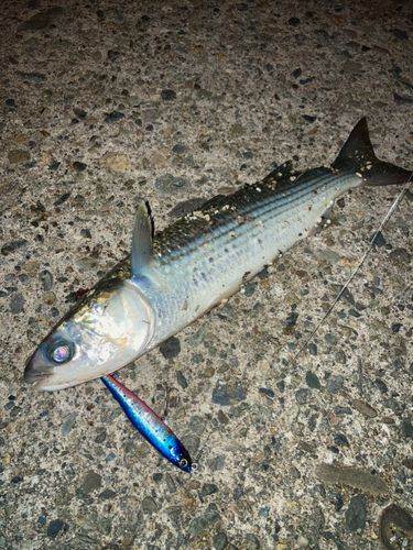 ボラの釣果