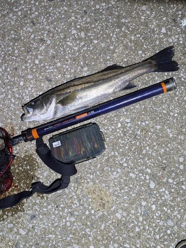 スズキの釣果