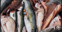 タイの釣果