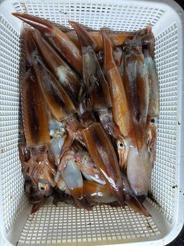 スルメイカの釣果