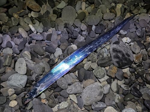 タチウオの釣果